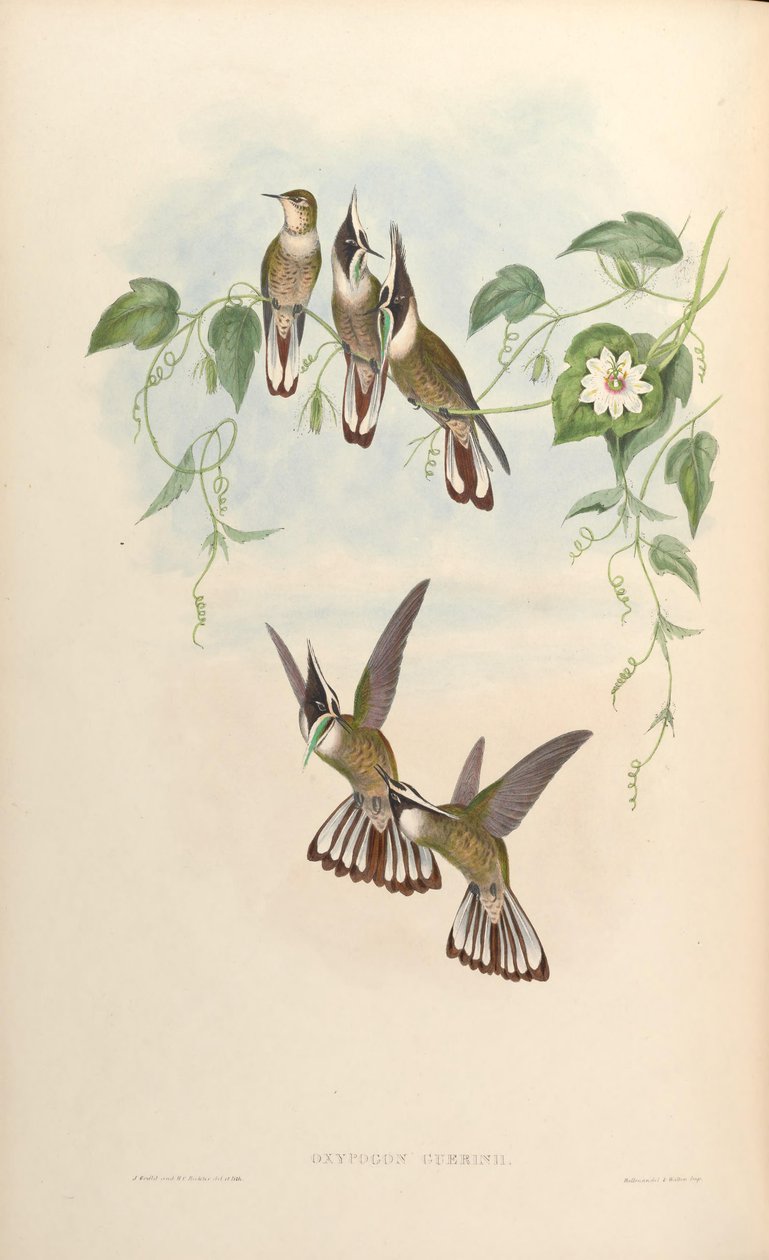 Oxypogon guerinii od John Gould