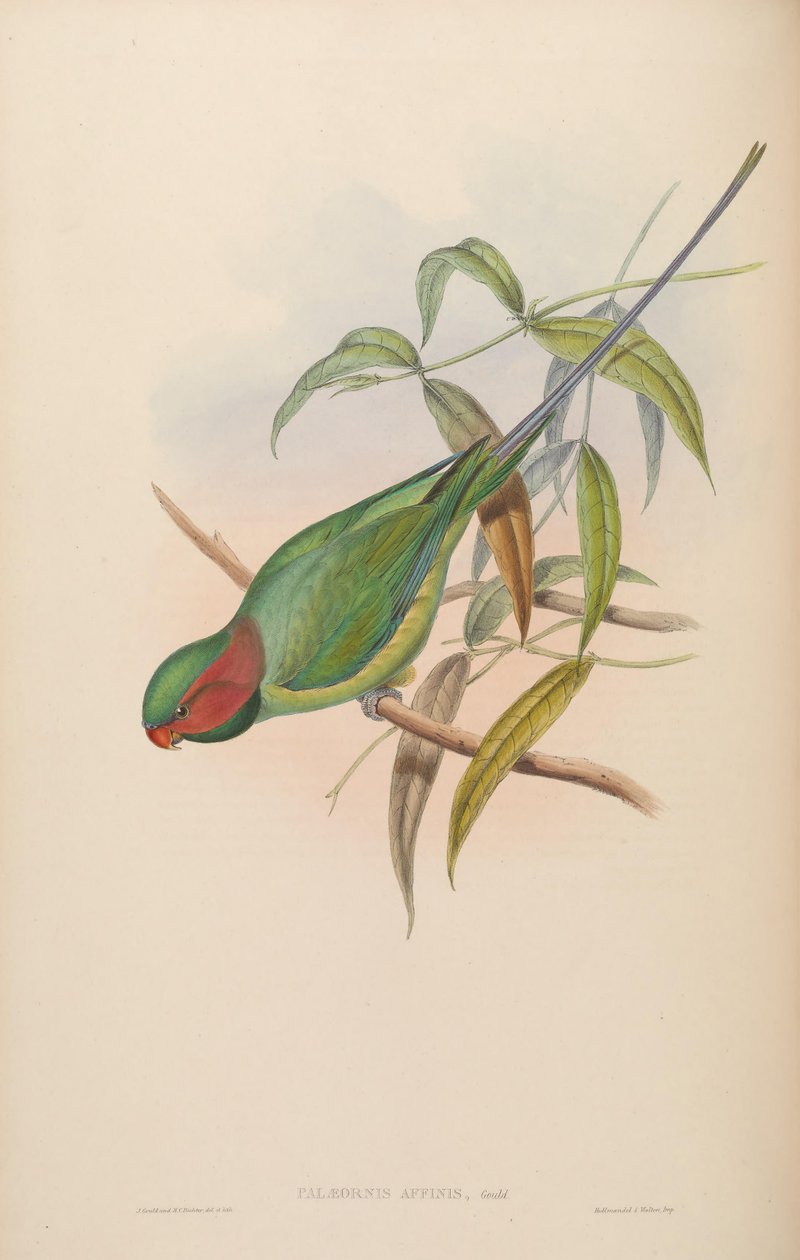 Palaeornis affinis = Psittacula longicauda od John Gould