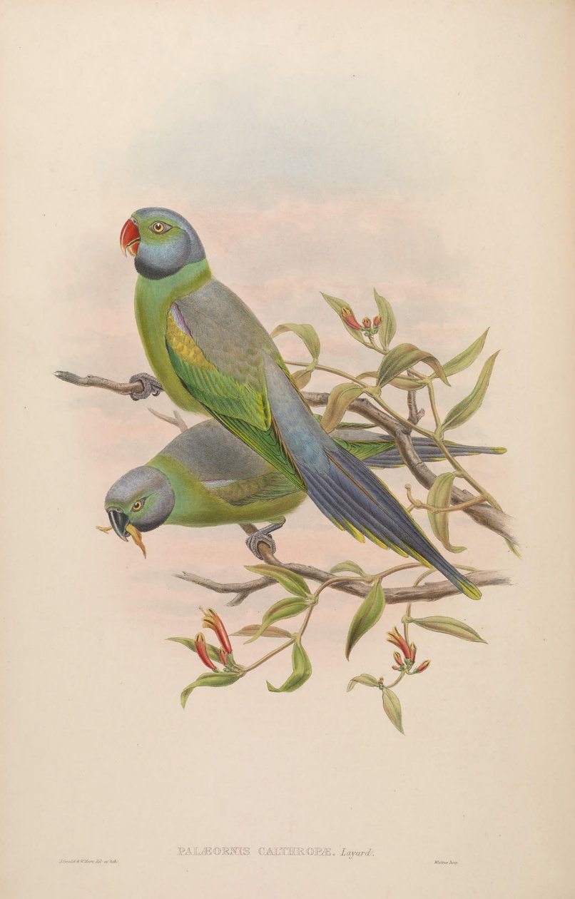 Palaeornis calthropae = Psittacula calthropae od John Gould