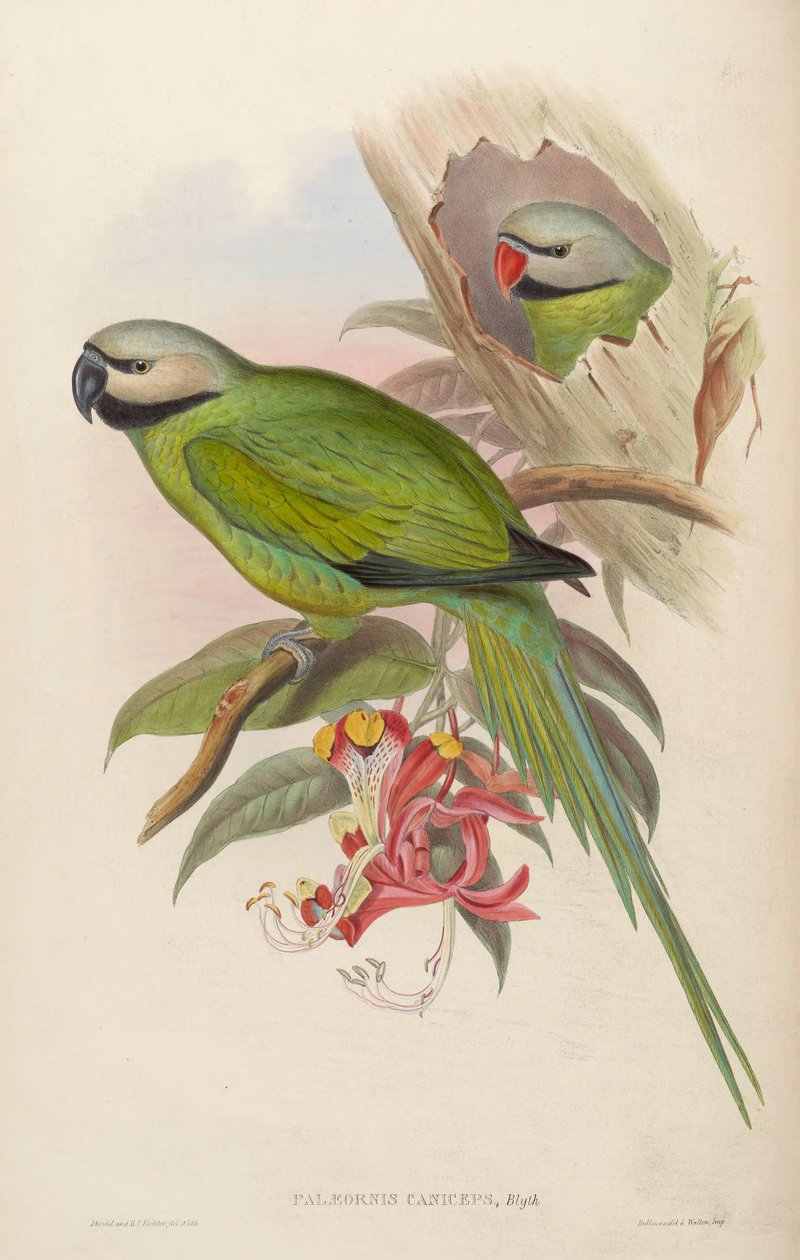Palaeornis caniceps = Psittacula caniceps od John Gould