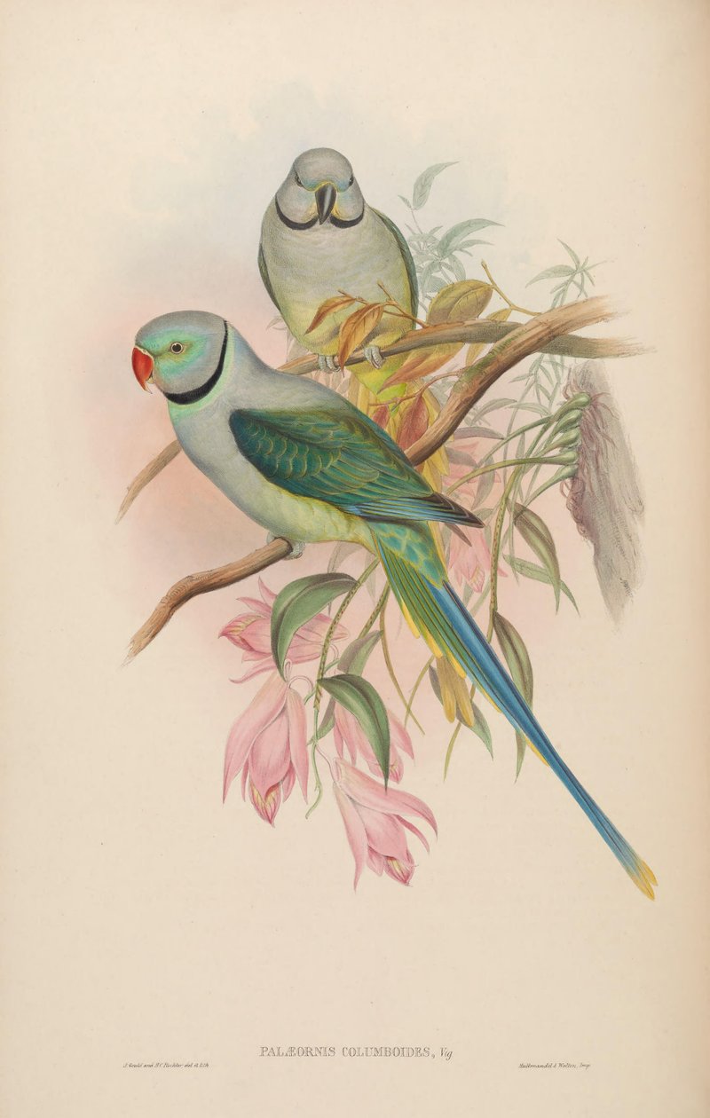 Palaeornis columboides = Psittacula columboides od John Gould