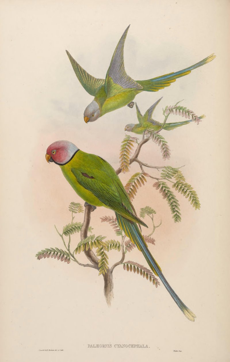 Palaeornis cyanocephalus = Psittacula cyanocephala [2] od John Gould