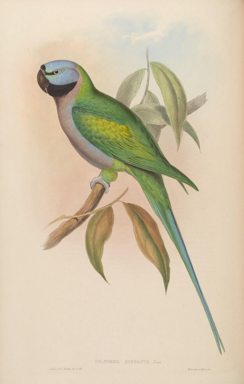 Palaeornis derbianus = Psittacula derbiana od John Gould