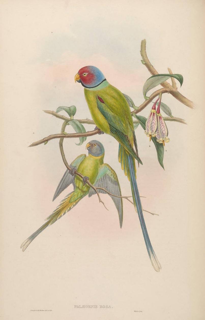 Palaeornis rosa = Psittacula roseata od John Gould