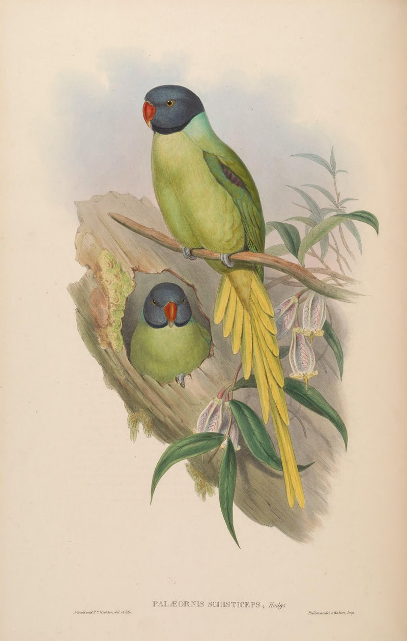 Palaeornis schisticeps = Psittacula finschii od John Gould