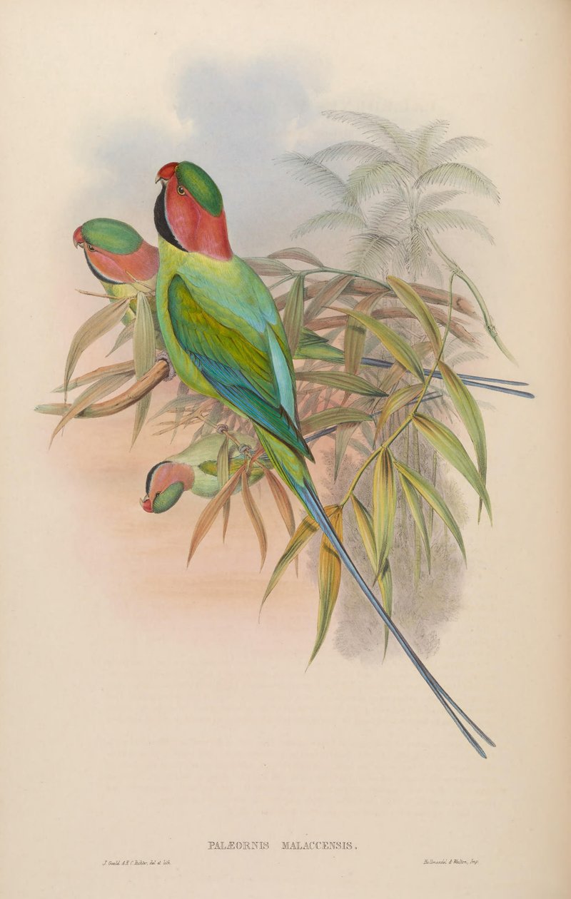 Palæornis malaccensis = Psittacula longicauda nicobarica od John Gould