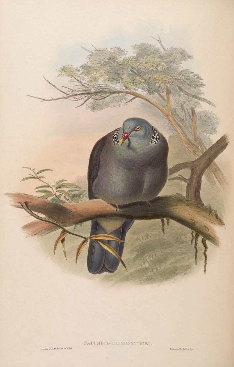 Palumbus elphinstonei = Columba elphinstonii od John Gould