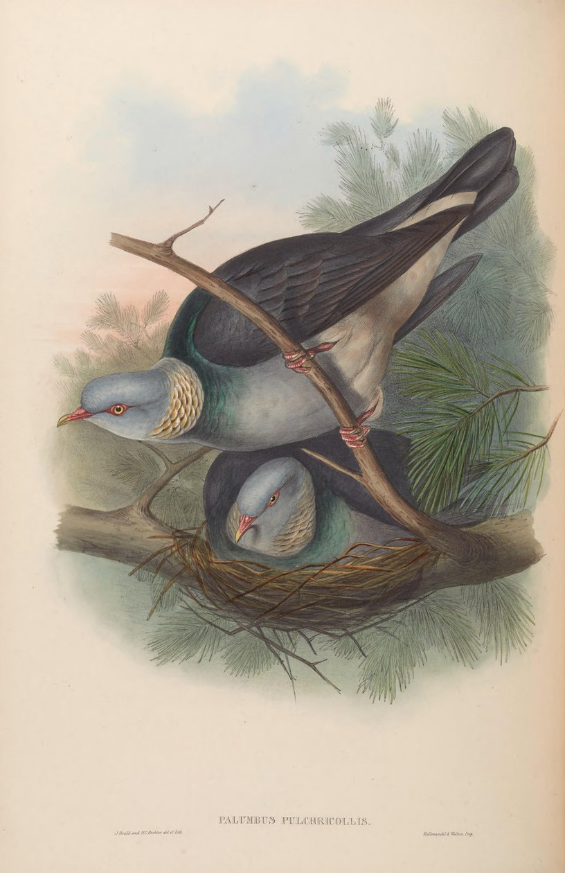 Columbus od John Gould