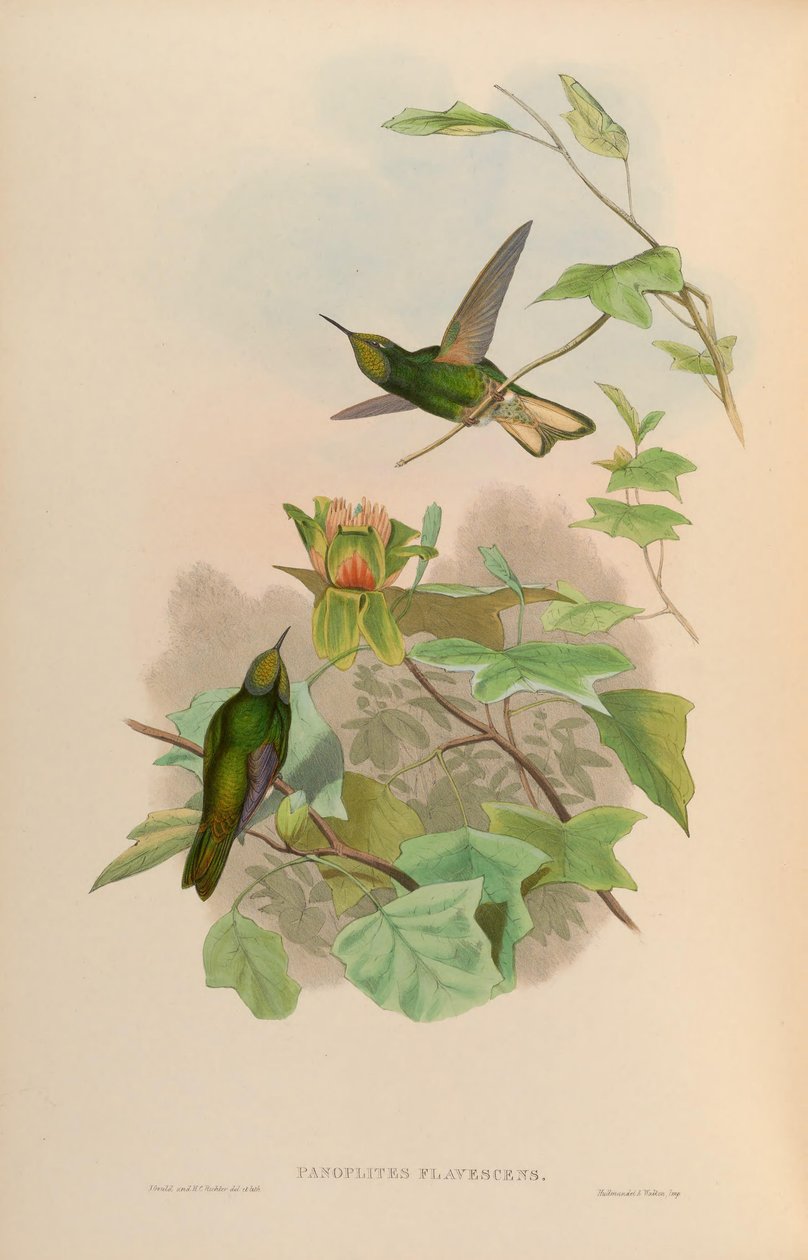Panoplites flavescens = Boissonneaua flavescens od John Gould