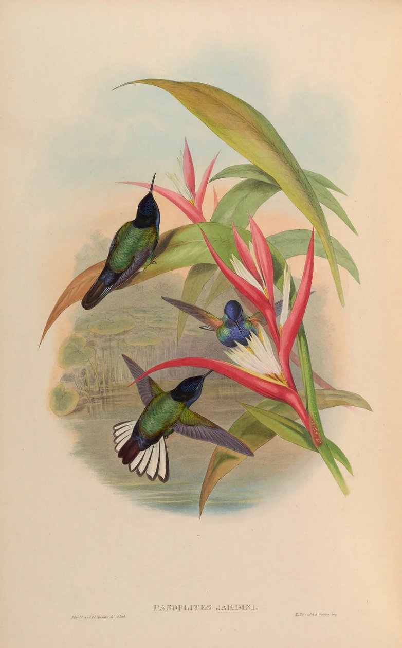 Zahradní panoplity = Boissonneaua jardini od John Gould