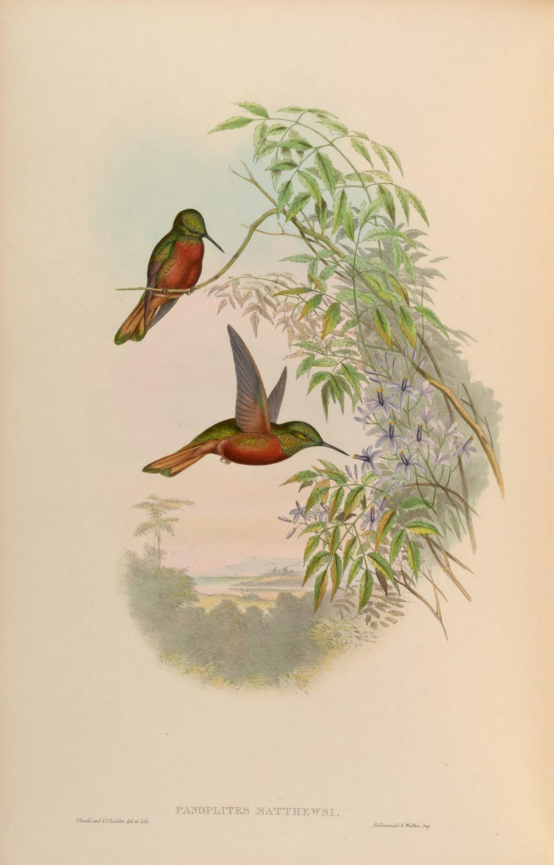 Panoplites matthewsii = Boissonneaua matthewsii od John Gould