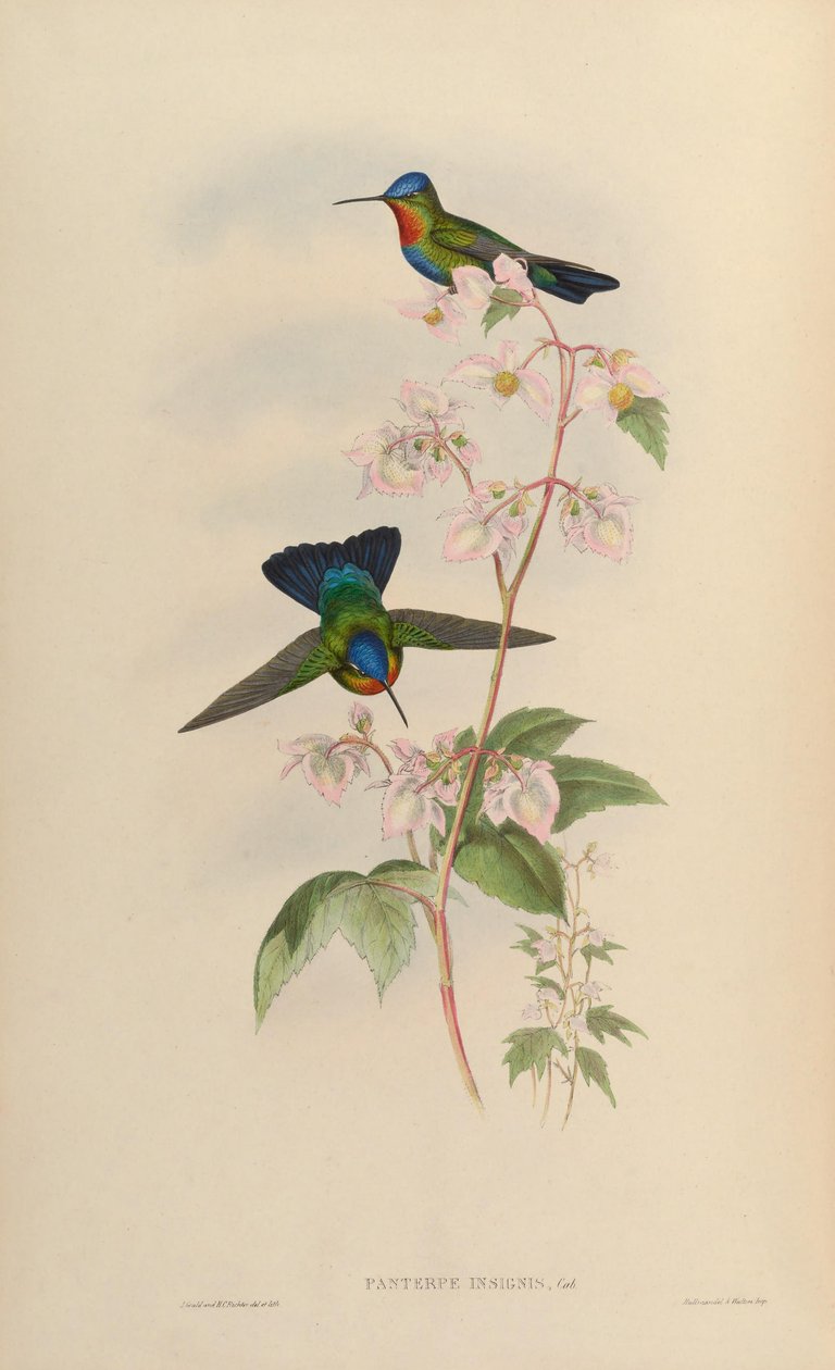 Panterpes od John Gould