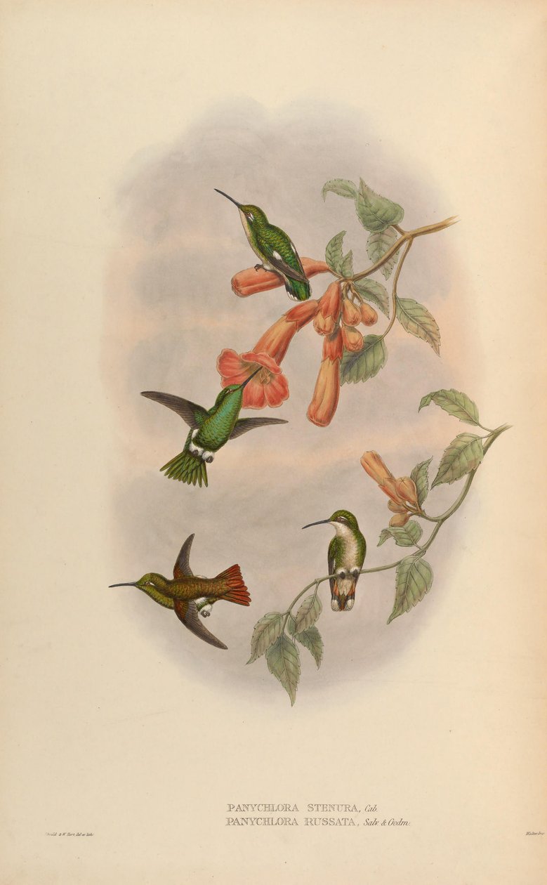 Panychlora russata = Chlorostilbon russatus Panychlora stenura = Chlorostilbon stenurus [2] od John Gould