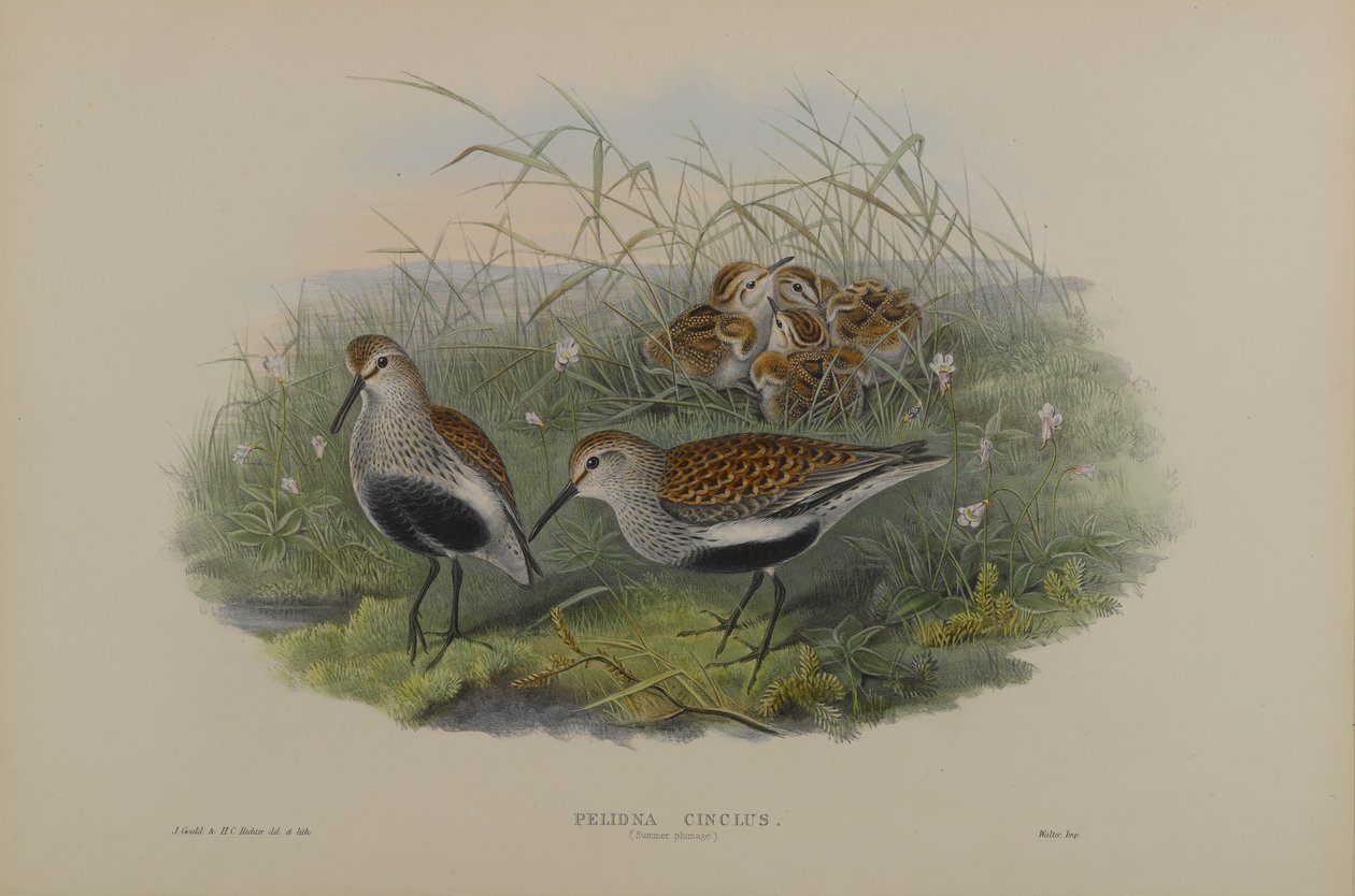 Pelinda Cinclus, Letní švestka - Dunlin od John Gould