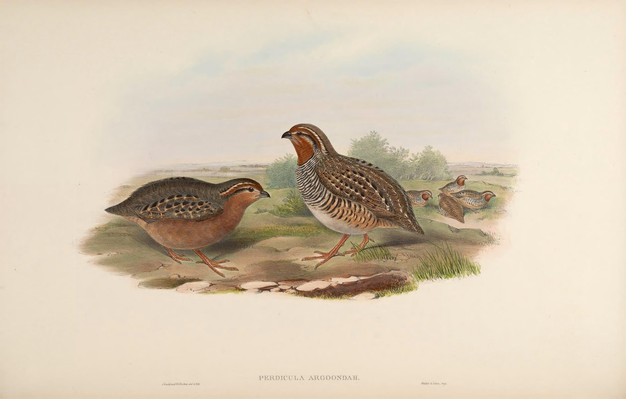 Perdicula argoondah od John Gould