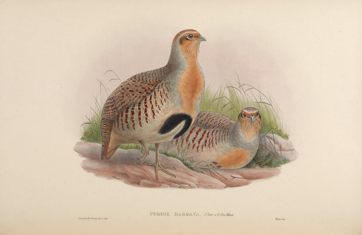 Perdix barbata = Perdix dauurica od John Gould