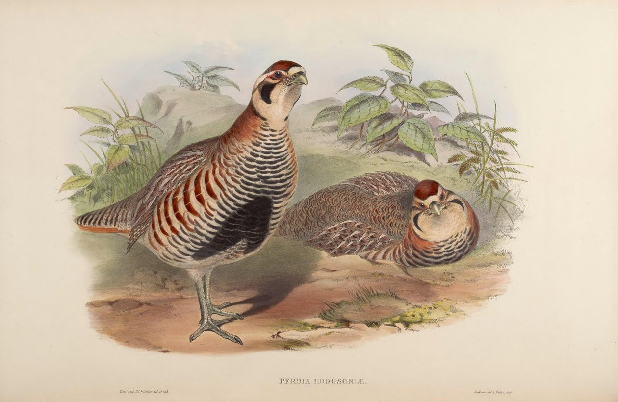 Perdix hodgsoniae od John Gould