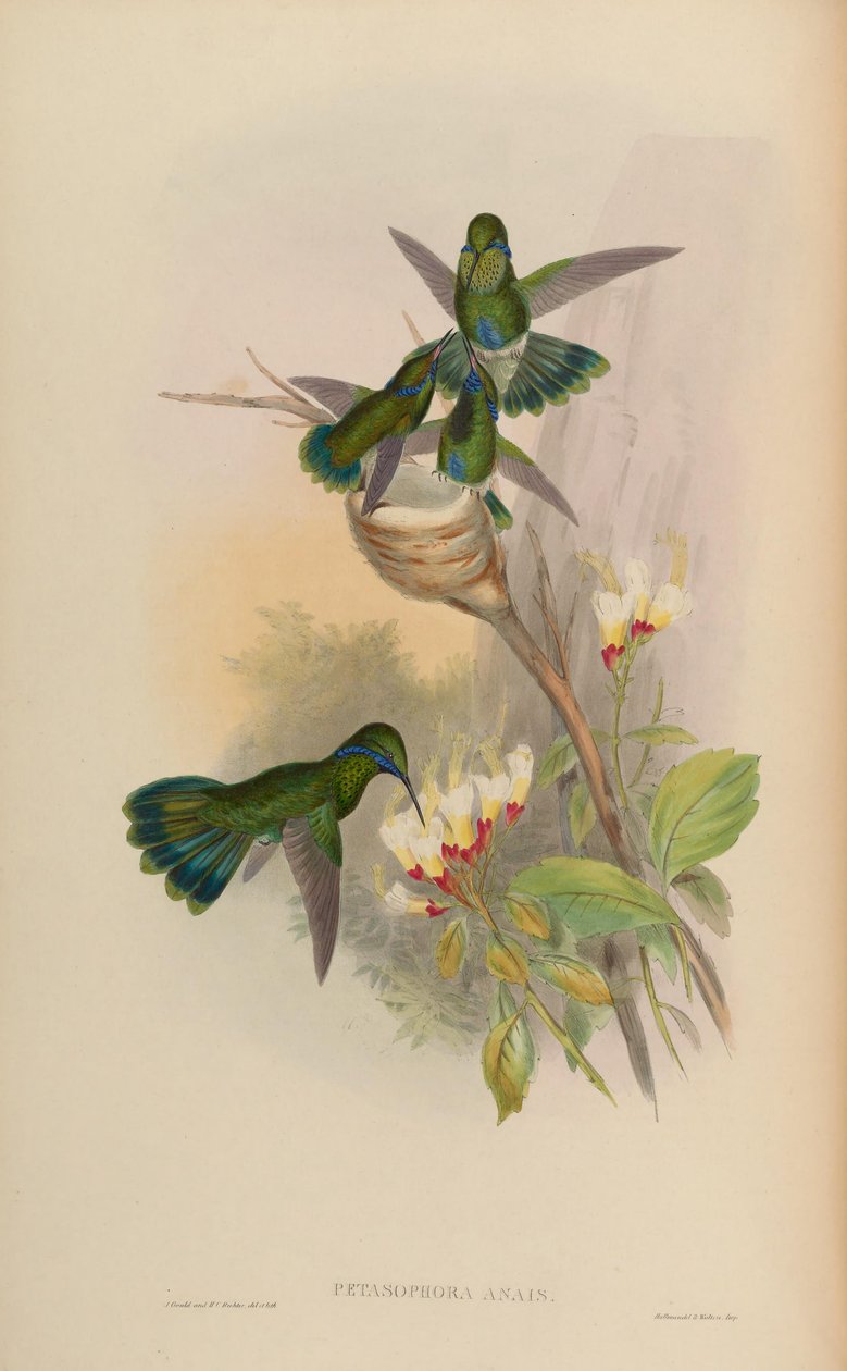 Petasophora anais = Colibri bliká od John Gould