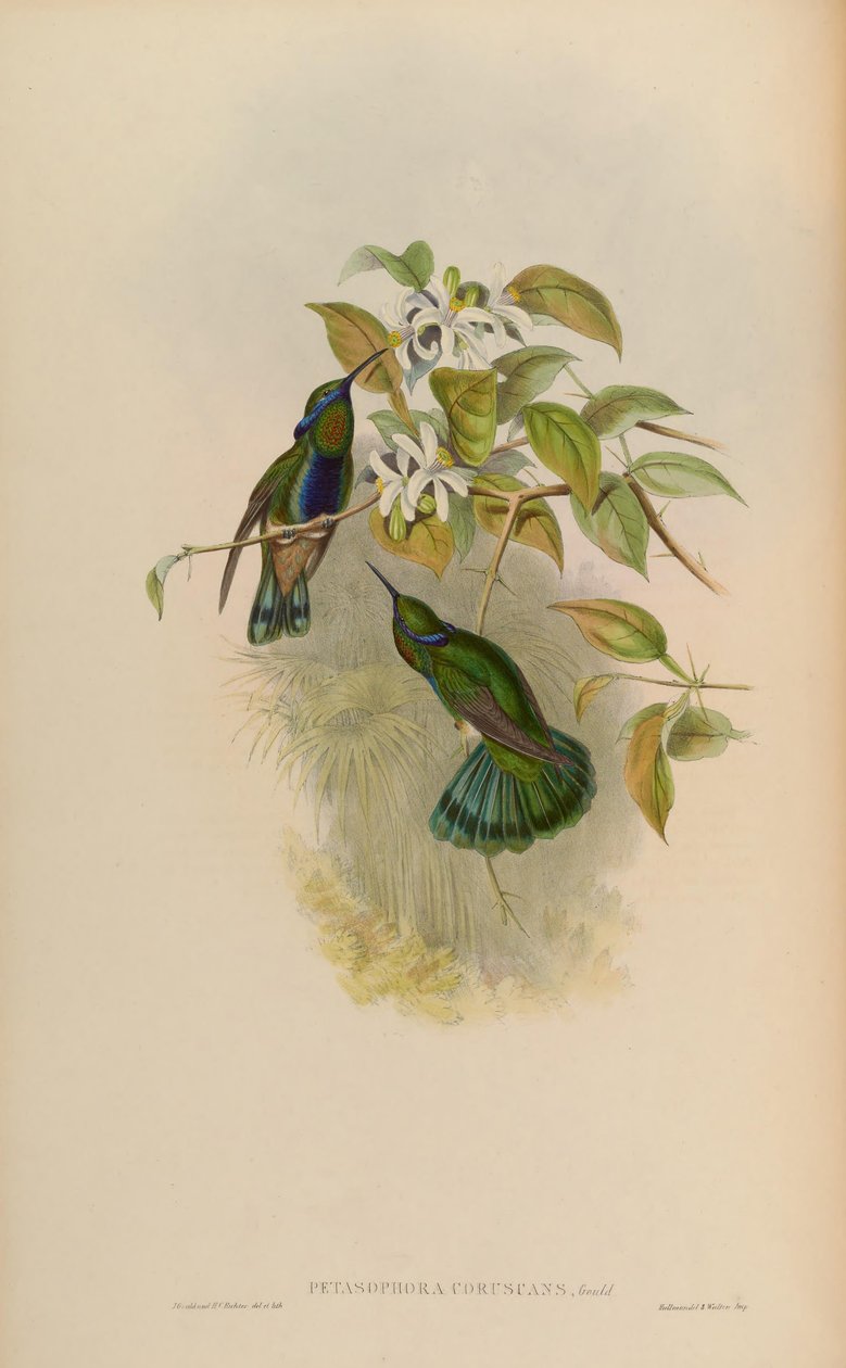 Petasophora bliká = Colibri bliká od John Gould