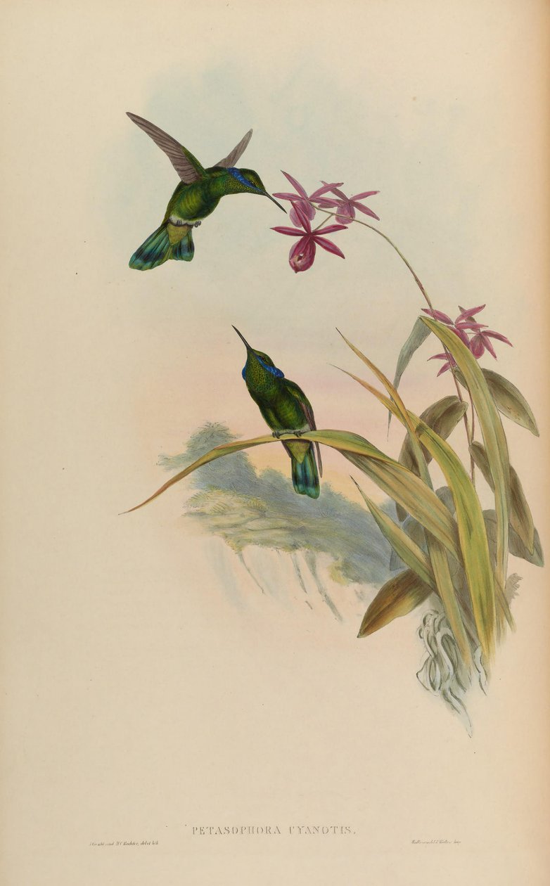 Petasophora cyanotus = Colibri thalassinus cyanotus od John Gould