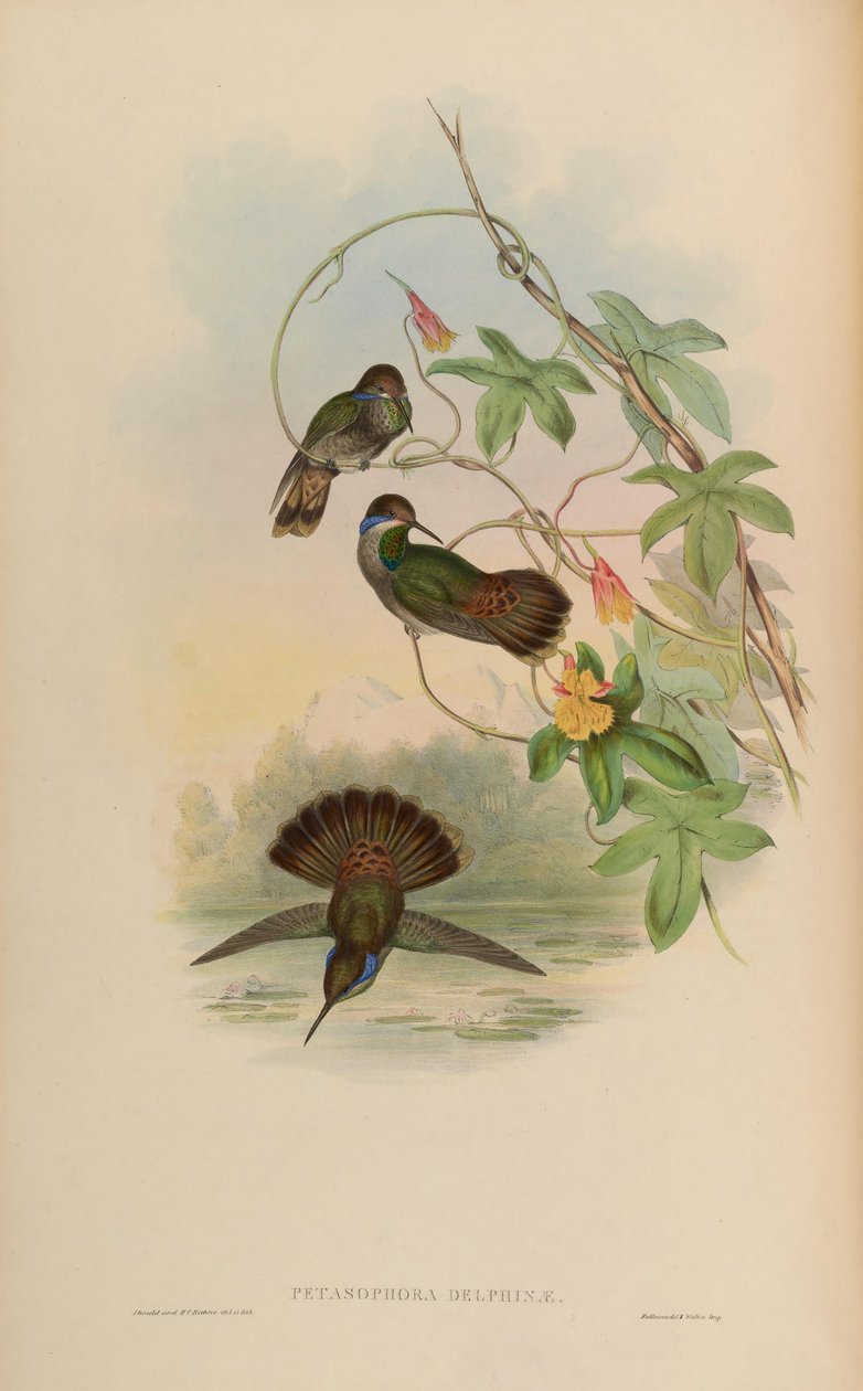 Petasophora delphinae = Colibri delphinae od John Gould