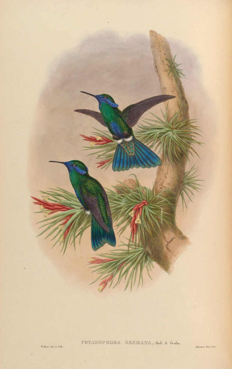 Petasophora germana = Colibri flashing germanus od John Gould