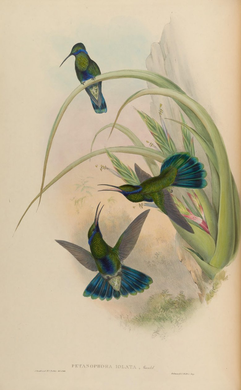 Petasophora iolata = Colibri bliká od John Gould