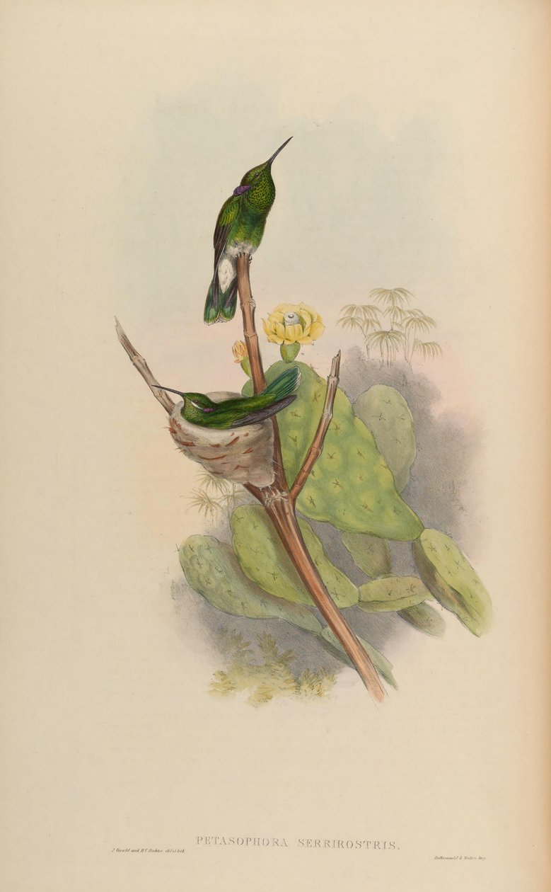 Petasophora serrirostris = Colibri serrirostris od John Gould