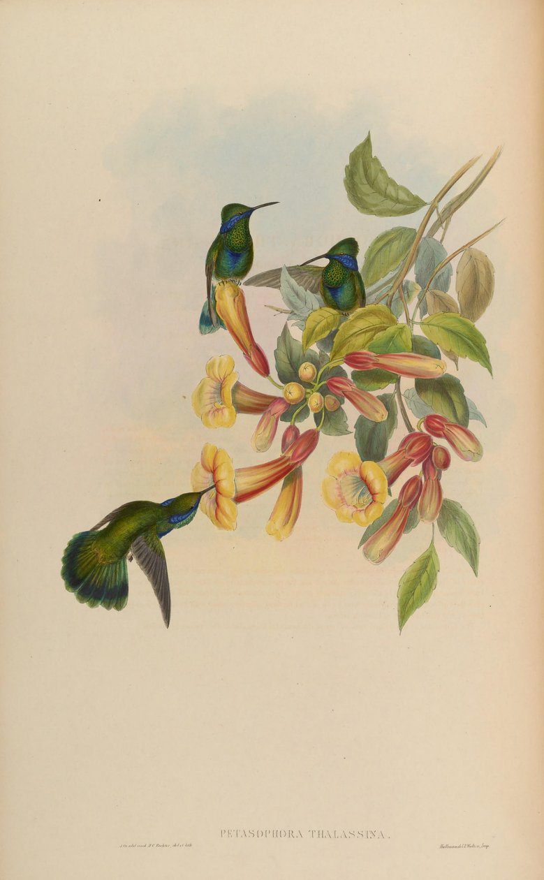 Mořské plody Petasofora = Mořské plody kolibříka od John Gould