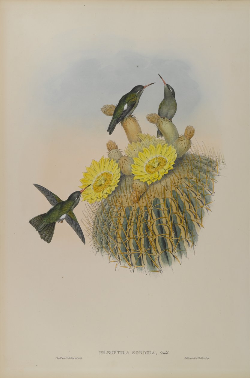 Phaeoptila Sordida: Soumrak od John Gould