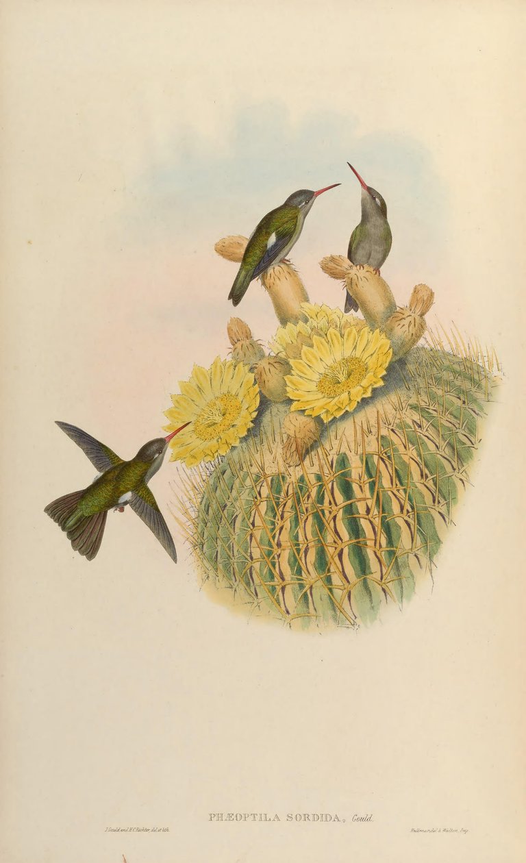 Phaeoptila sordidus = Cynanthus sordidus od John Gould