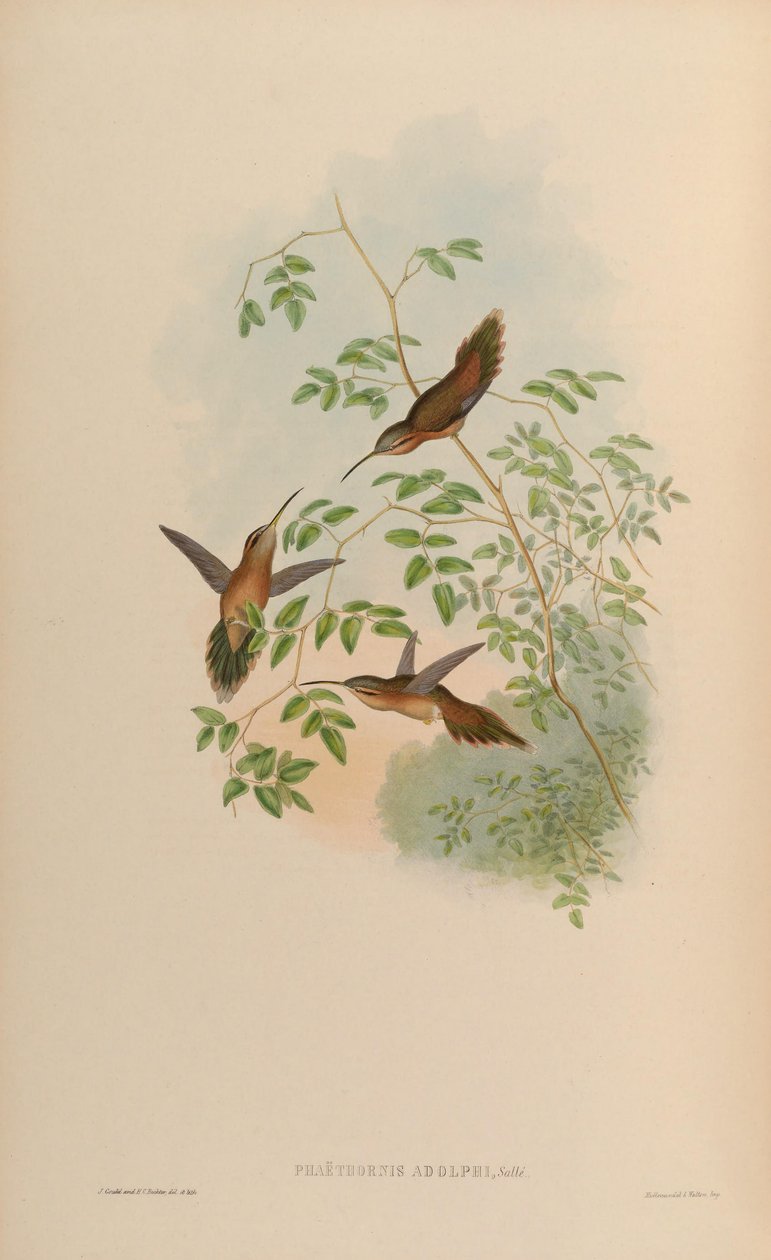 Phaethornis adolphi = Phaethornis strigigularis od John Gould