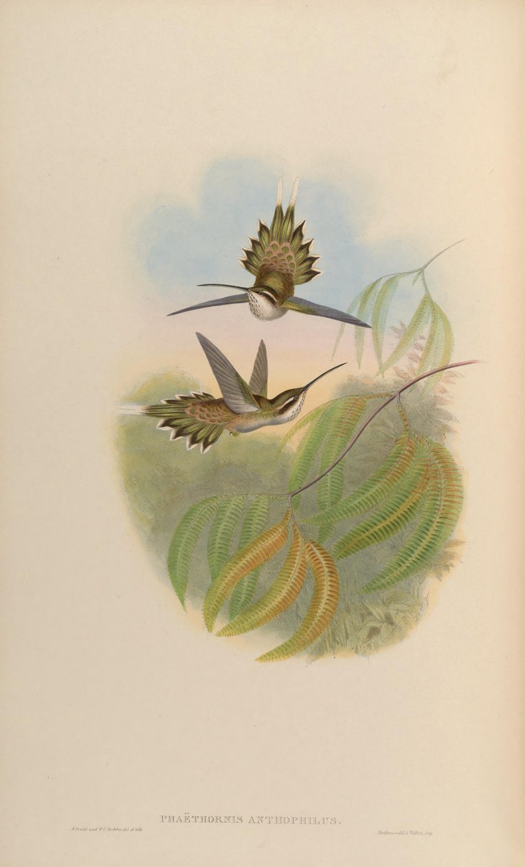 Phaethornis anthophilus od John Gould