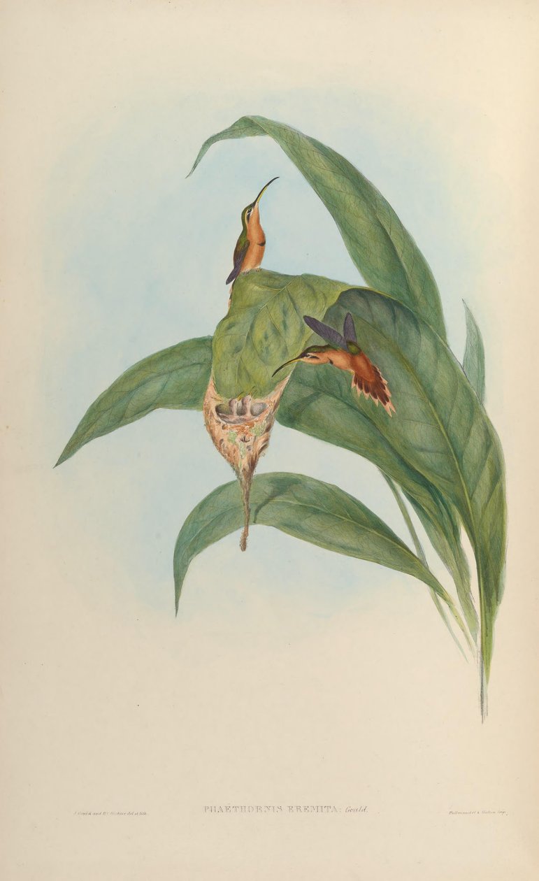 Phaethornis eremita = Phaethornis ruber ruber od John Gould