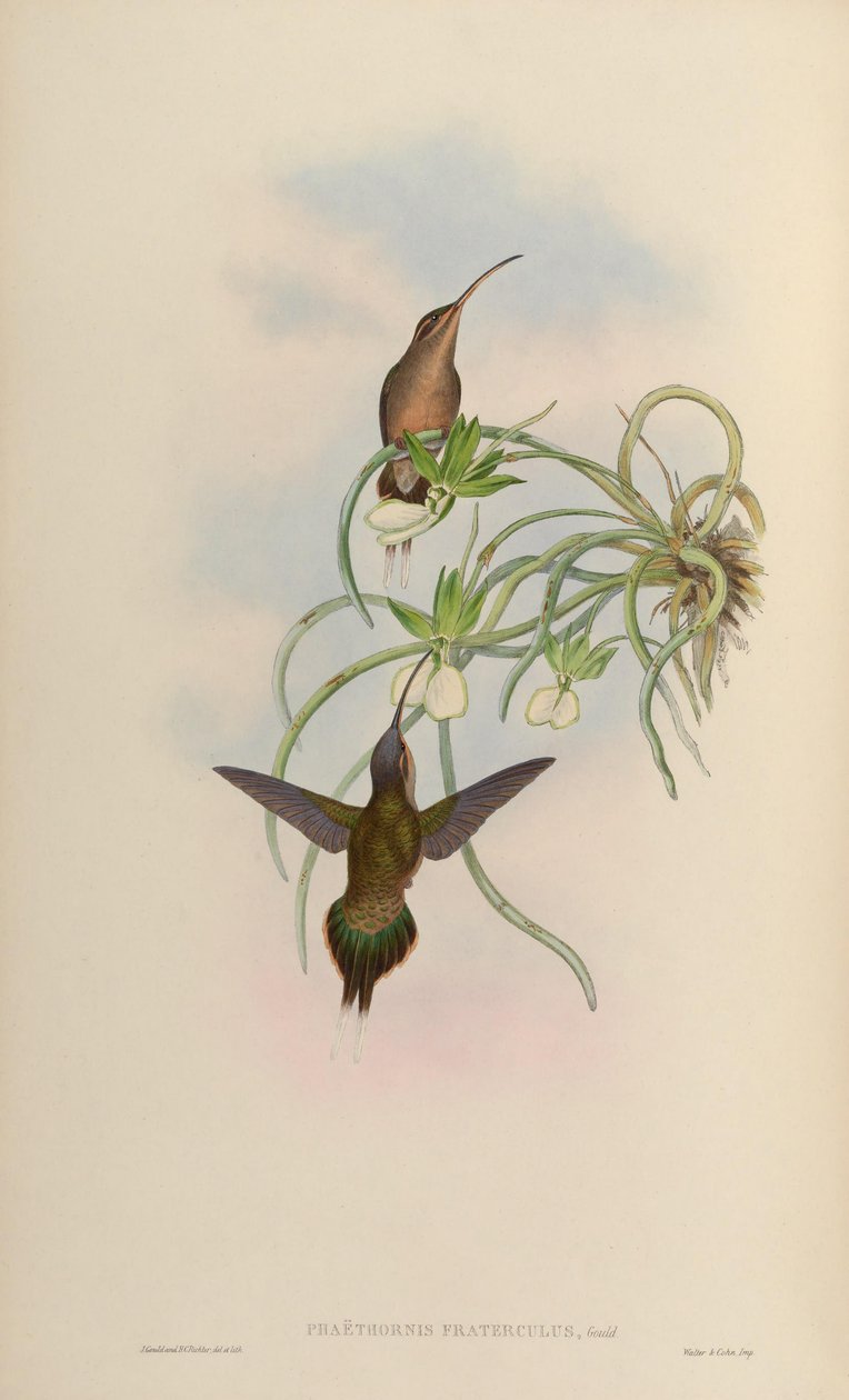 Phaethornis fraterculus = Phaethornis superciliosus superciliosus od John Gould