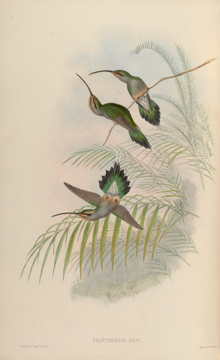 Phaethornis chlap od John Gould