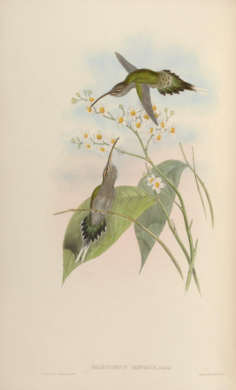 Phaethornis hispidus od John Gould