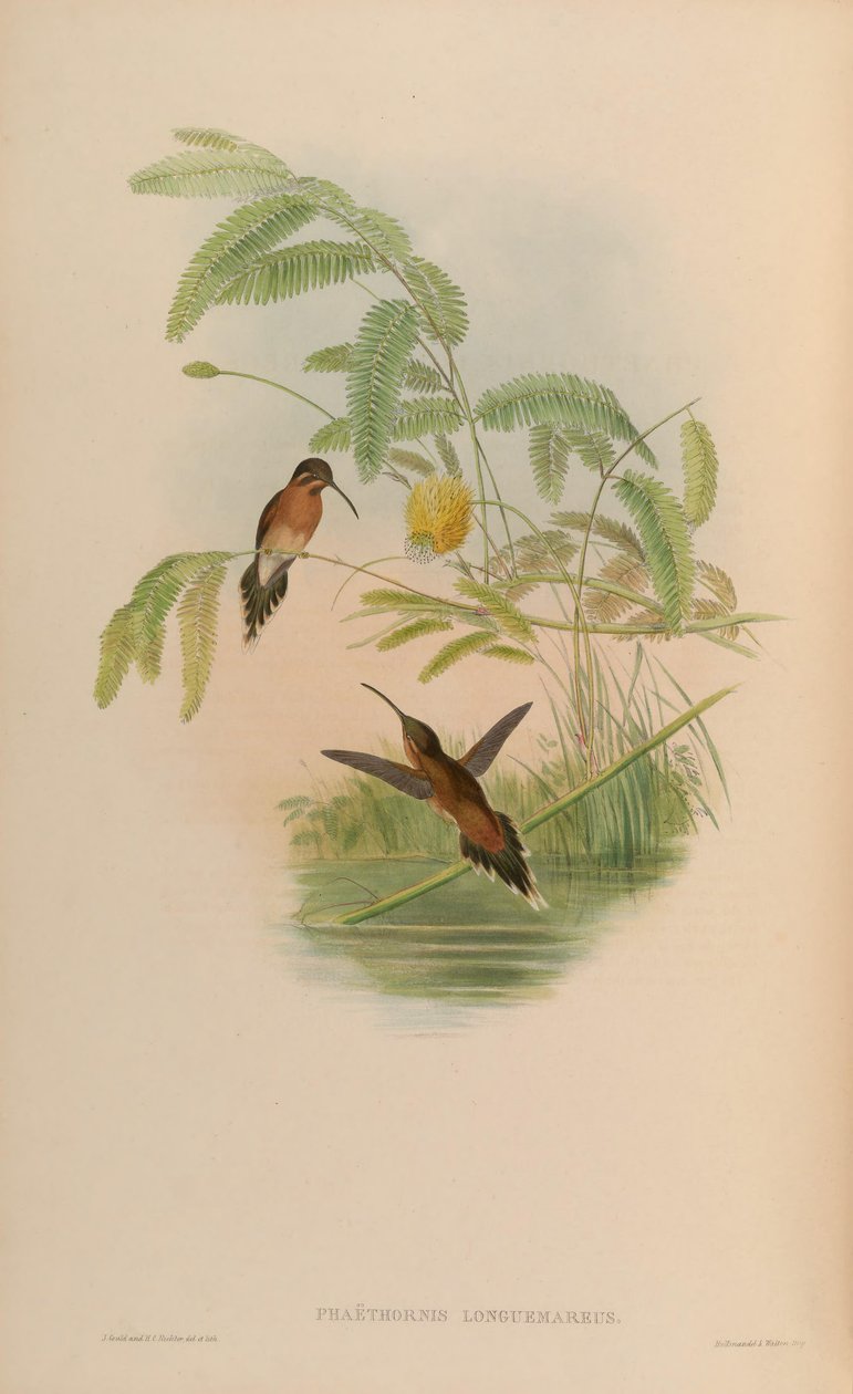 Phaethornis longuemareus od John Gould