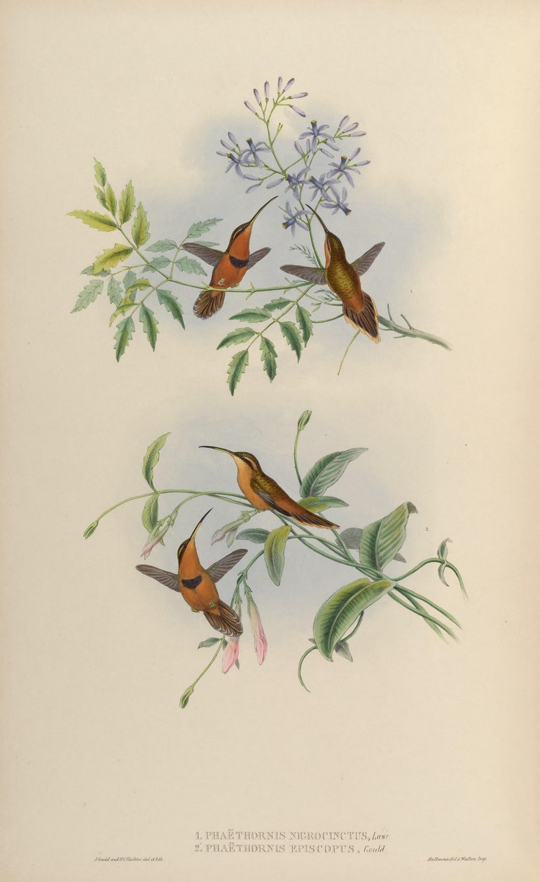 Phaethornis nigricinctus = Phaethornis ruber nigricinctus od John Gould