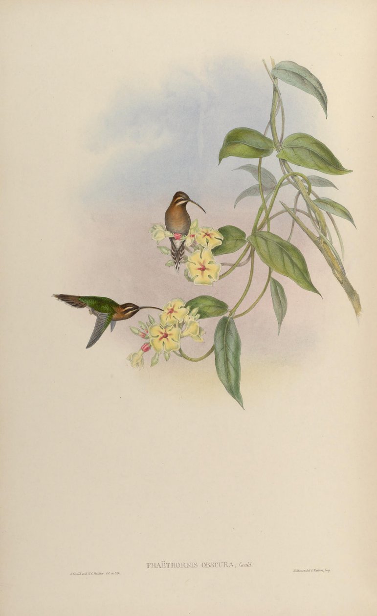 Phaethornis obscura = Phaethornis idaliae od John Gould