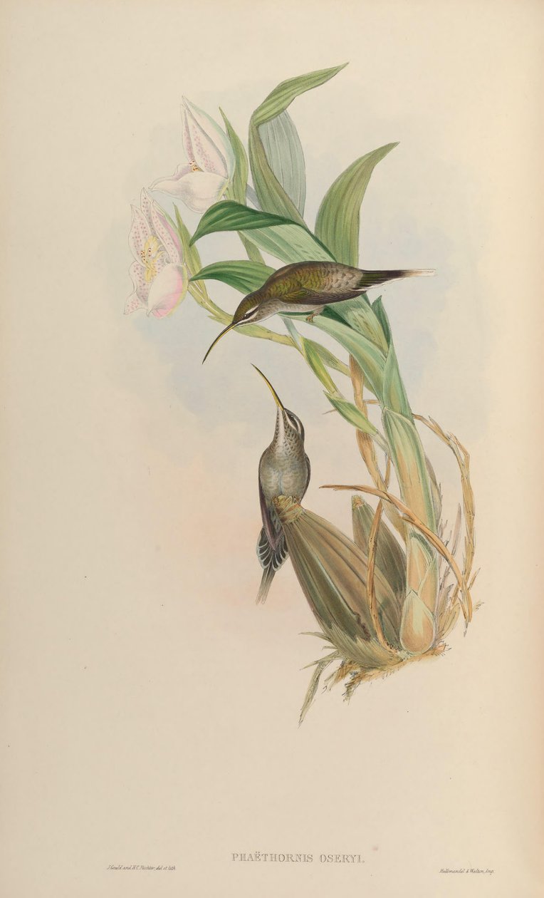 Phaethornis oseryi = Phaethornis hispidus od John Gould