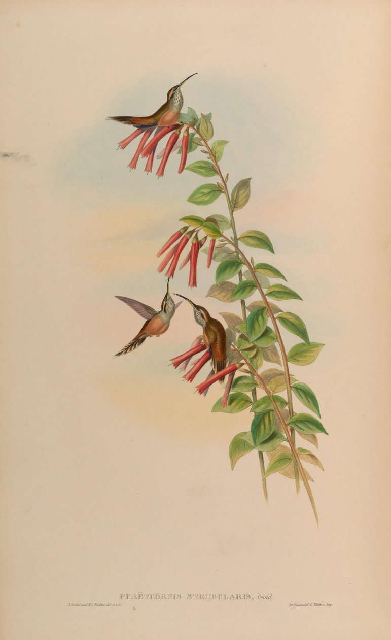 Phaethornis striigularis od John Gould