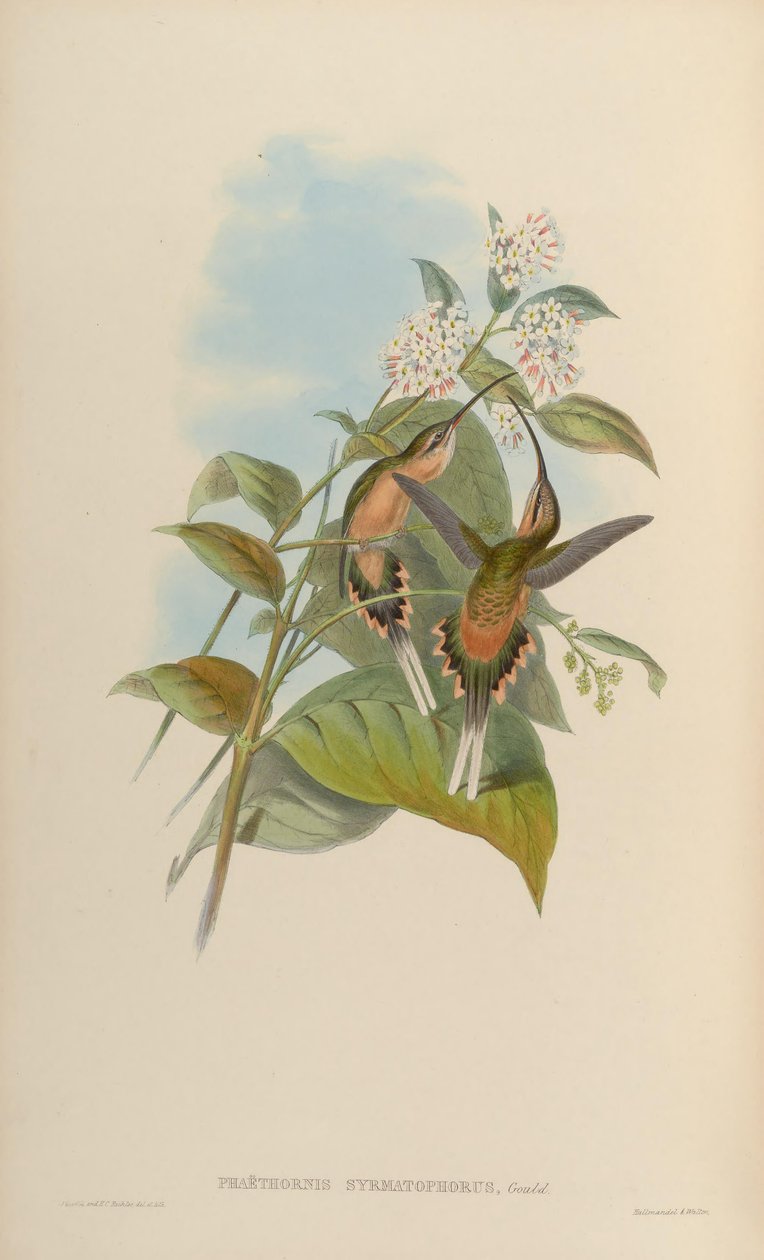 Nosič drátu Phaethorn od John Gould