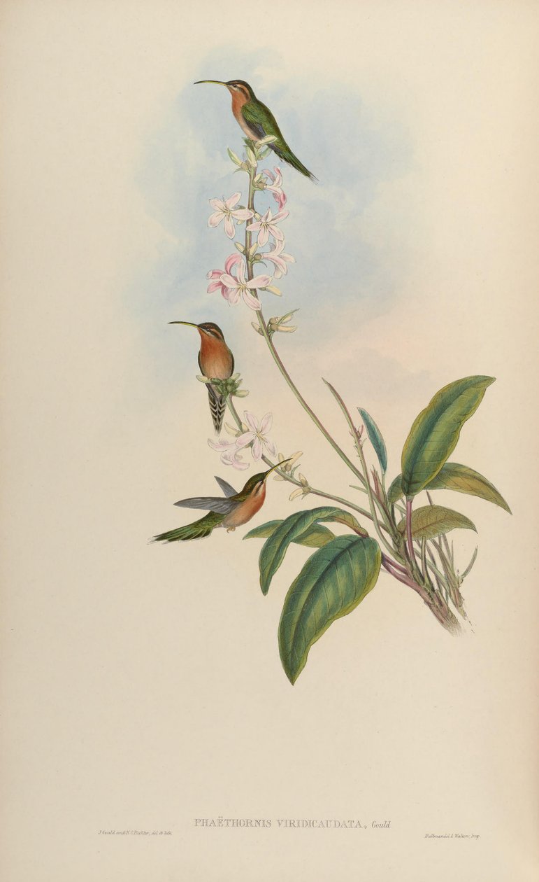 Phaethornis viridicaudata = Phaethornis idaliae od John Gould