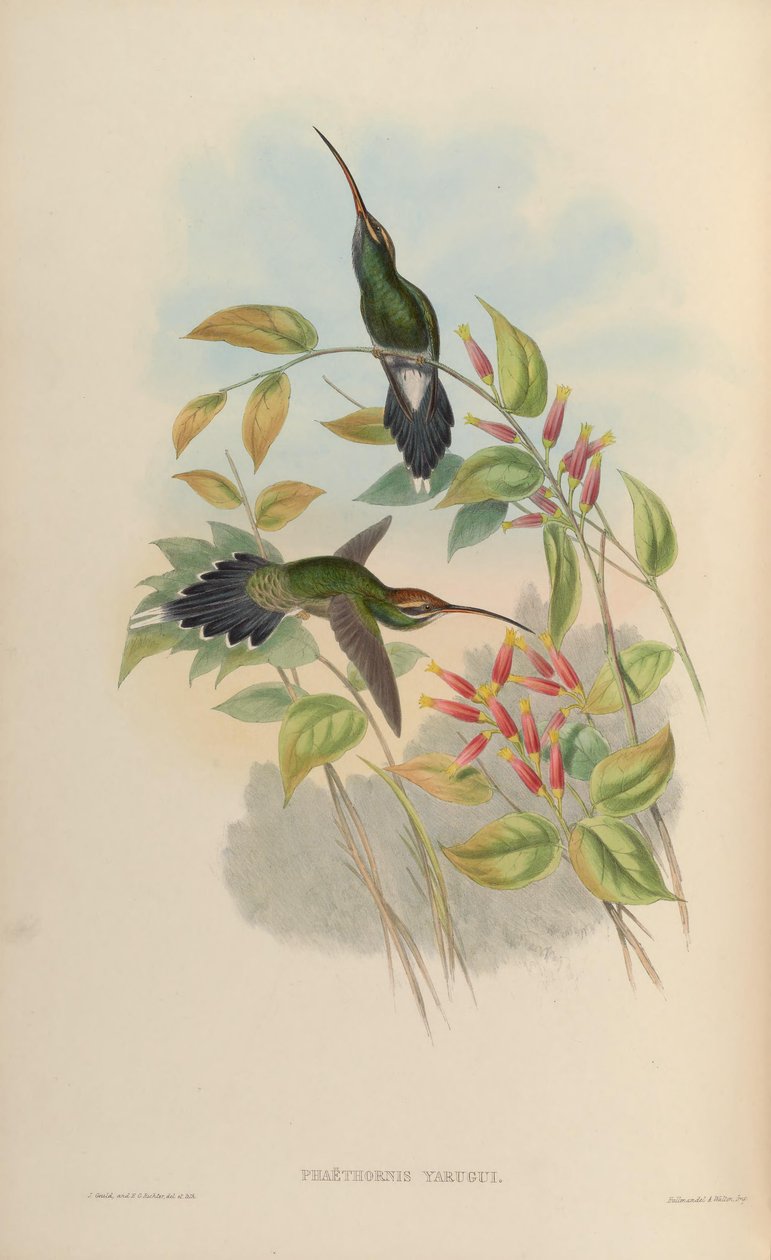 Phaethornis yaruqui od John Gould