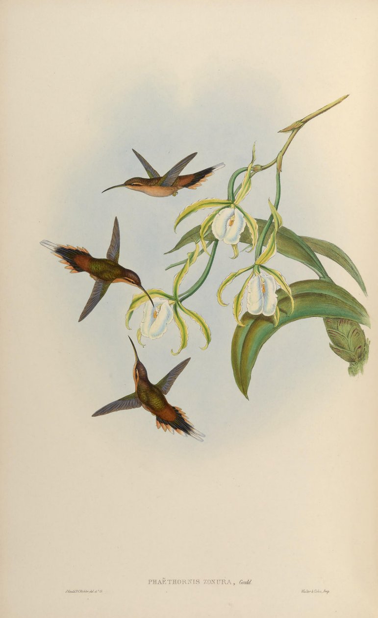 Phaethornis zonura = Phaethornis griseogularis zonura od John Gould