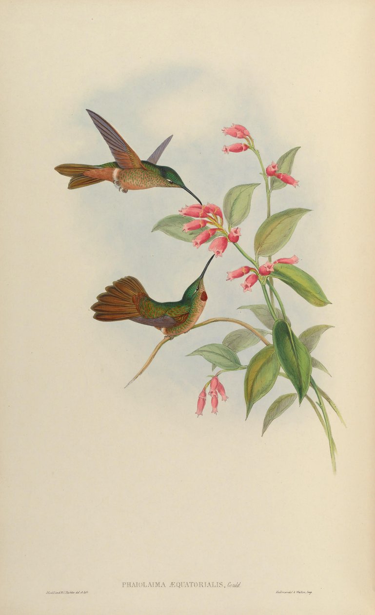 Phaiolaema concolor = Heliodoxa rubinoides se rovná od John Gould