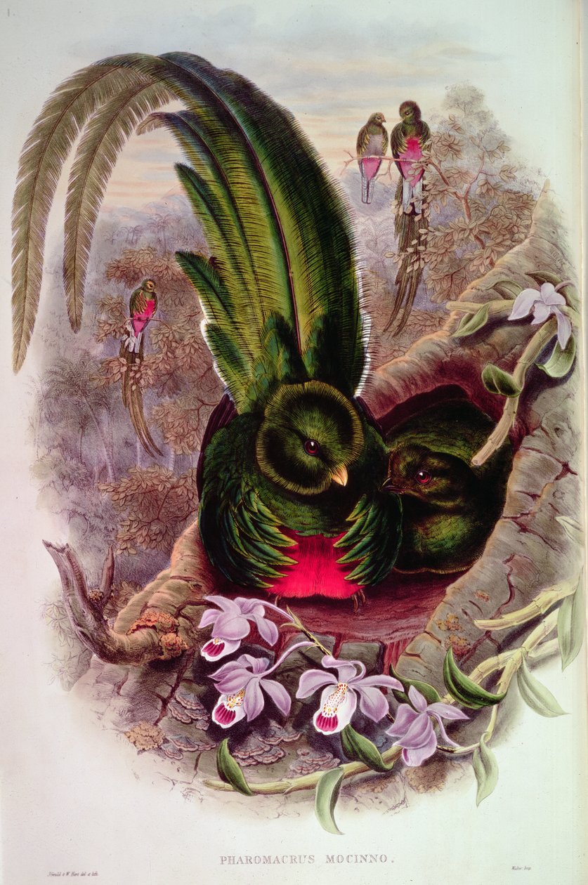 Pharomachrus Mocinno, ryl T. Walter od John Gould