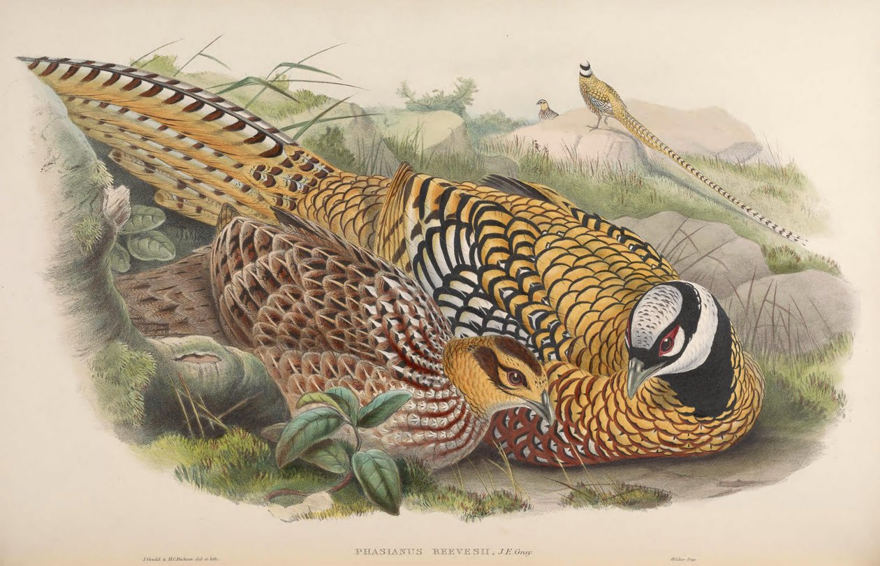 Phasianus reevesii od John Gould