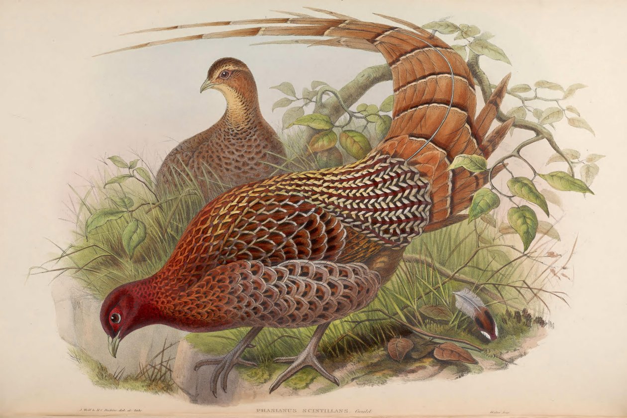 Phasianus scintillans = Syrmaticus soemmerringii scintillans od John Gould